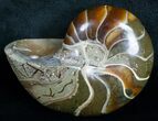 Gorgeous Nautilus Fossil - Madagascar #6421-1